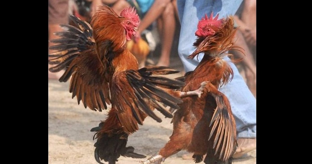 Cocks Up For Sale On Olx As Sankranti Nears Despite