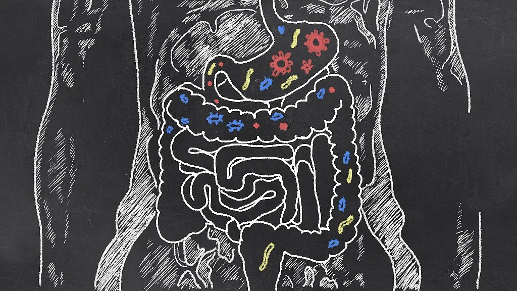 As undigested lactose moves into the large intestine, water enters to reduce the lactose concentration, producing diarrhea.