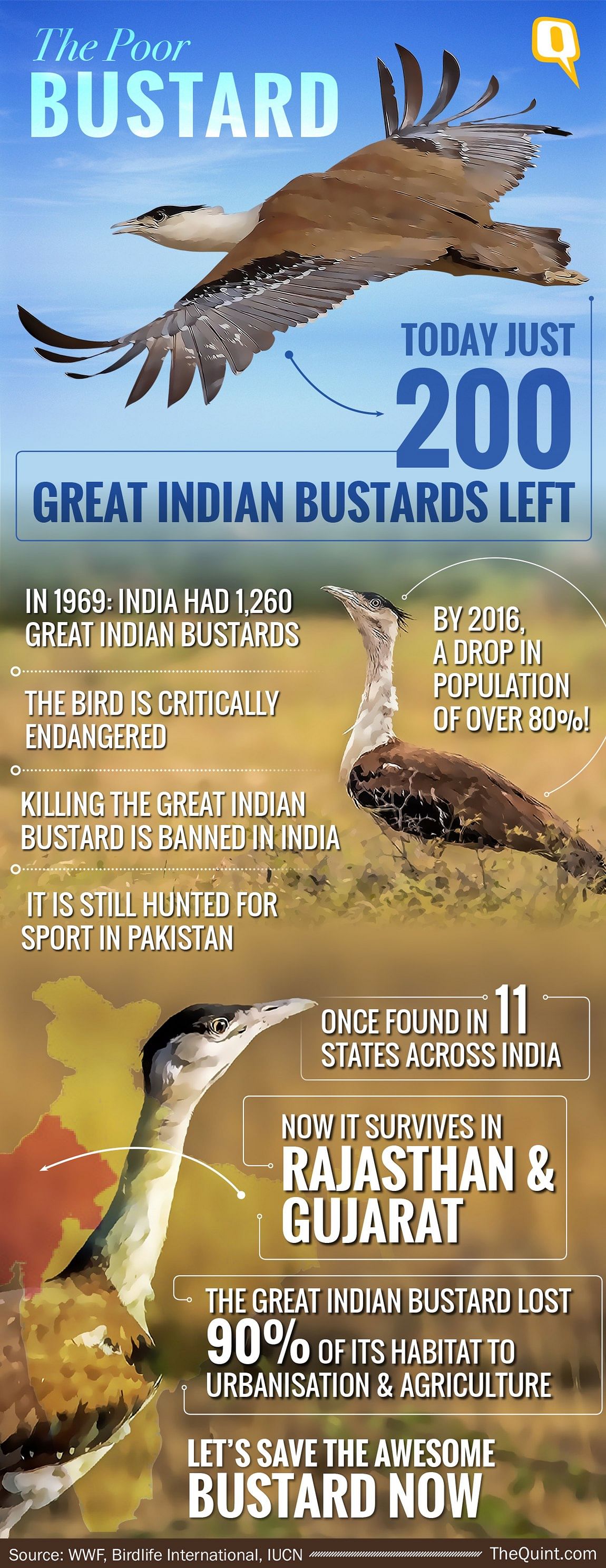 Critically endangered Great Indian Bustards – of which around 200 are left – are being threatened by windmills.
