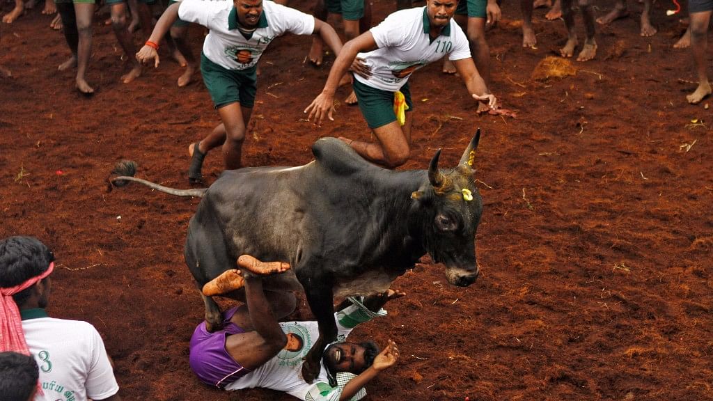 A man attempting to tame a bull during Jallikattu in Tamil Nadu gets thrown to the ground by the raging bull. (Photo: Reuters)