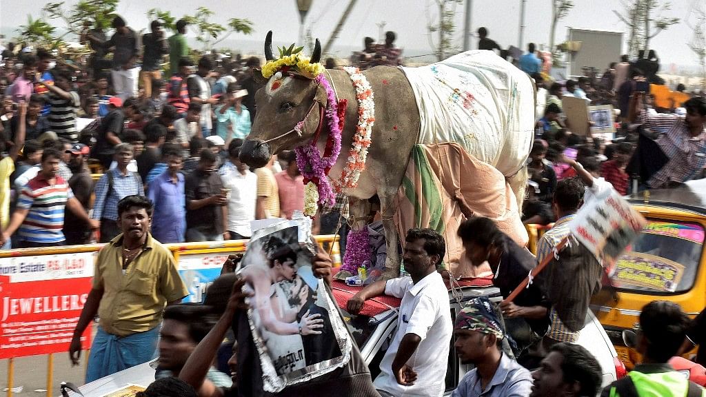 Youngsters and students participate in a protest to lift the ban on Jallikattu and impose ban on PETA, at Kamarajar Salai, Marina Beach in Chennai on Friday. (Photo: PTI)