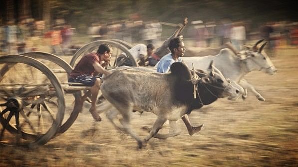 

The ‘rekla’ race is a Tamil tradition. (Photo Courtesy: Maduraidirectory.com)