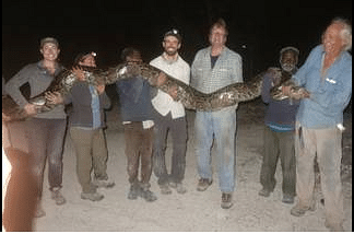 

The tribesmen removed 13 pythons in just over a week, including 4 from Crocodile Lake National Wildlife Refuge.