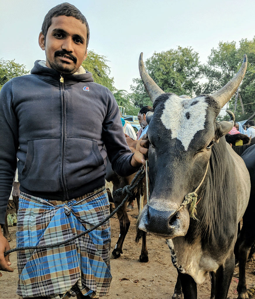 Jallikattu isn’t bullfighting, and the ban had unintended consequences. The Quint takes you to a cattle fair to see.