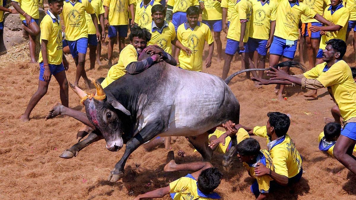 Chennai-Bengaluru Highway was blocked for hours due to the protest demanding permission to conduct Jallikattu.