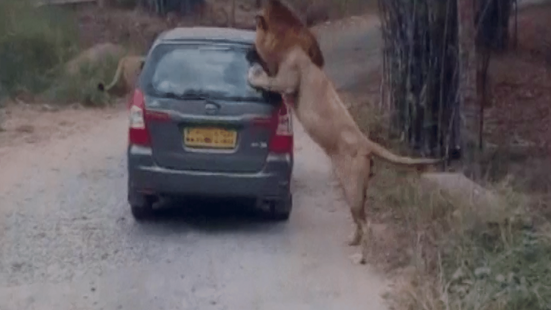 A lion pounces on the car in a safari (Photo: ANI Screengrab)