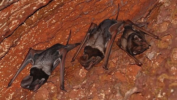 Wroughton’s Free-Tailed Bats can be found in a few parts of India and Cambodia. (Photo: <a href="https://commons.wikimedia.org/wiki/User:Kalyanvarma">Kalyanvarma</a>)