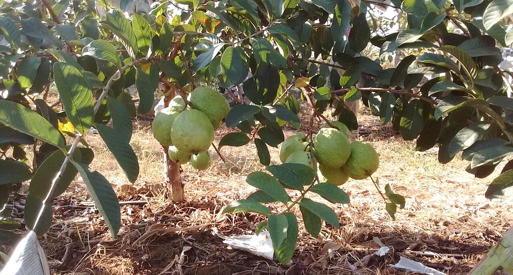 The VNR-Bihi guava is so big, ranging from 300 gm to 850 gm that one fruit is said to be big enough for a family.