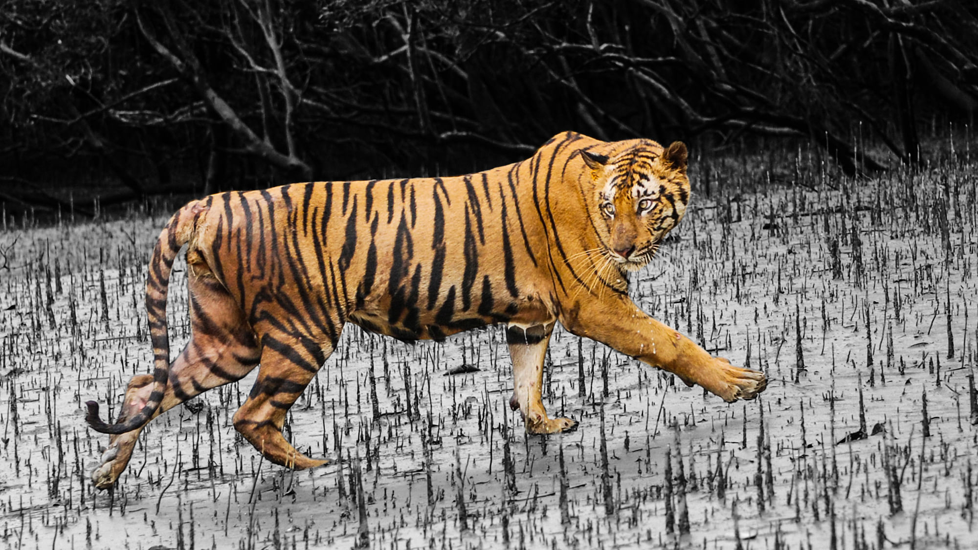 A tiger in the marshy terrain of the Sunderbans (Photo: NC Bahuguna/Image altered by <b>The Quint</b>)