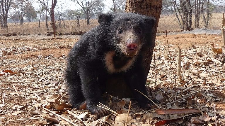 Sloth Bear Electrocuted, Cub Found Holding Onto Dead Mother