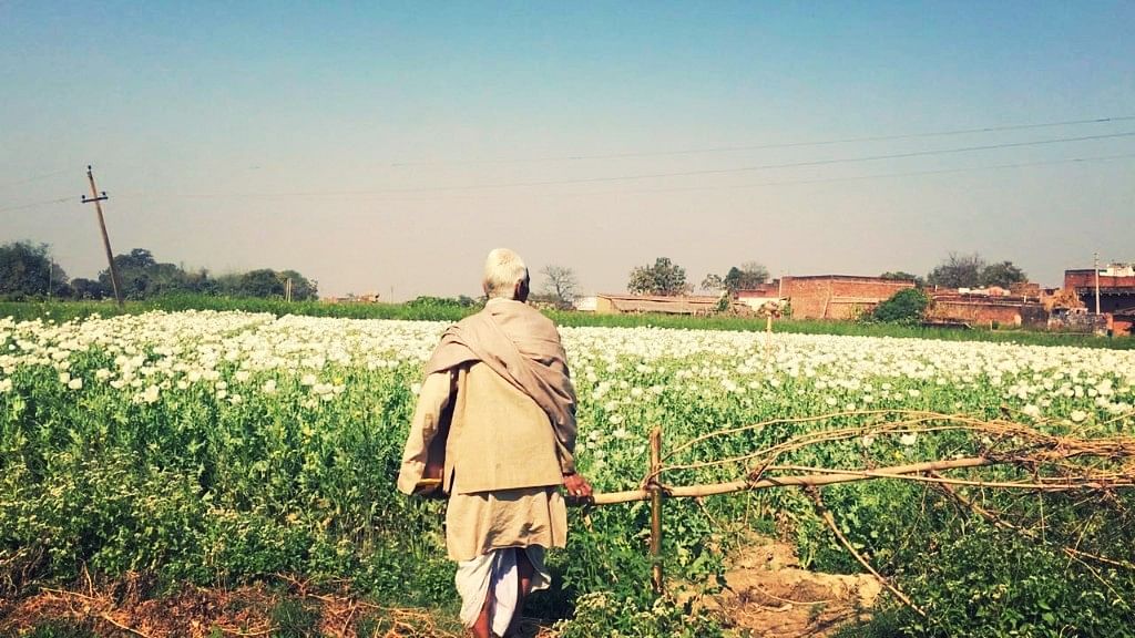 

From romanticised history to harsh realities, here’s a story from an opium field in Ghazipur. (Photo: <b>The Quint</b>)