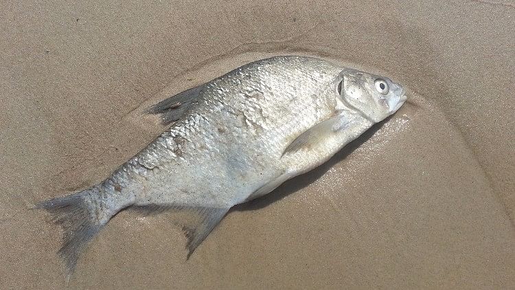 Fish could be affected by the recent Chennai Oil Spill (Photo: TNM)