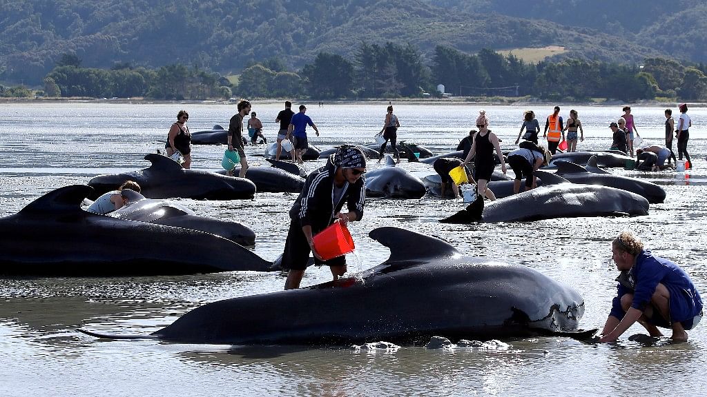Volunteers trying to save whales in New Zealand (Photo: AP Screengrab)