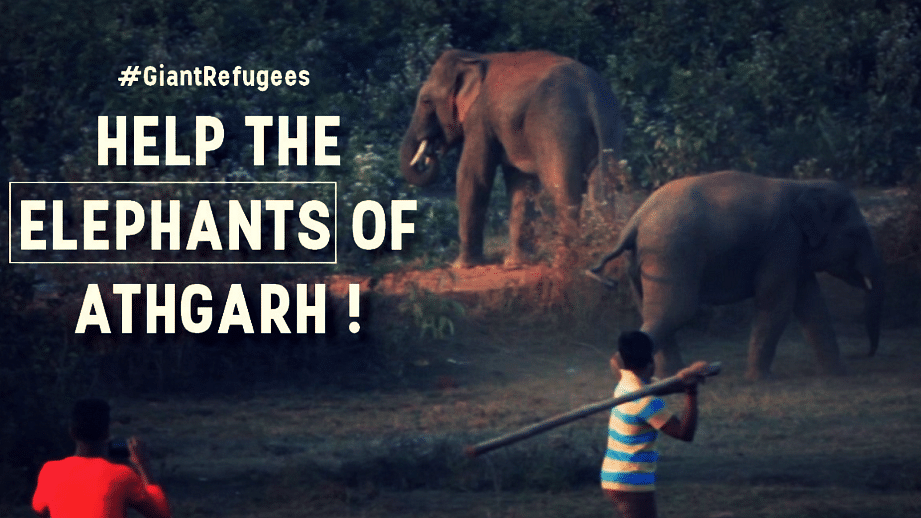 #GiantRefugees wants you to save the elephants of Athgarh. (Photo Courtesy: Twitter/ <a href="https://twitter.com/search?q=giantrefugees&amp;src=typd">Giant Refugees</a>)