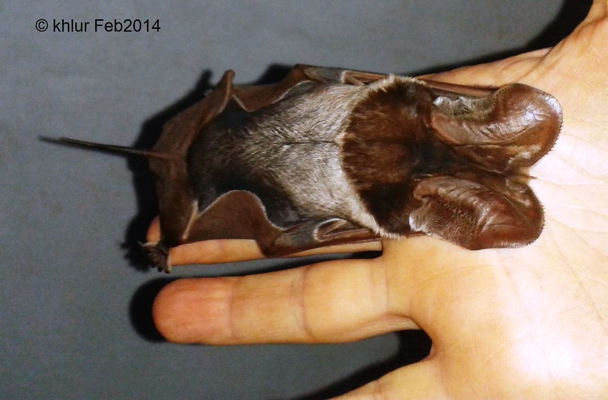 A village in Meghalaya is defending one of the last colonies of a critically endangered bat species. 