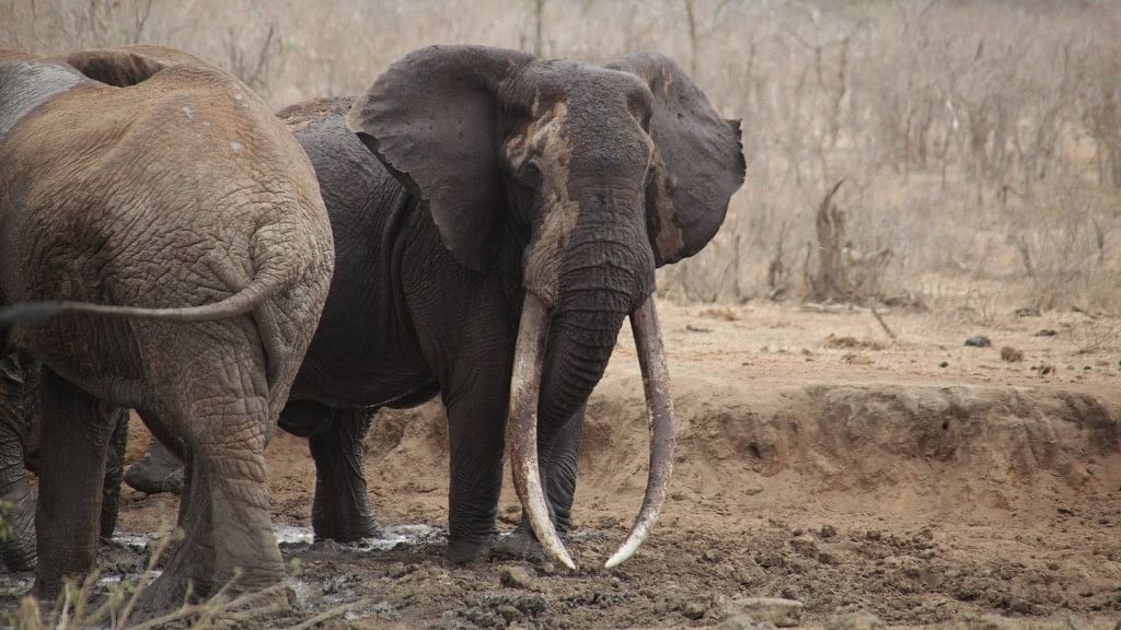 What do elephant do for fun? - Tsavo Trust