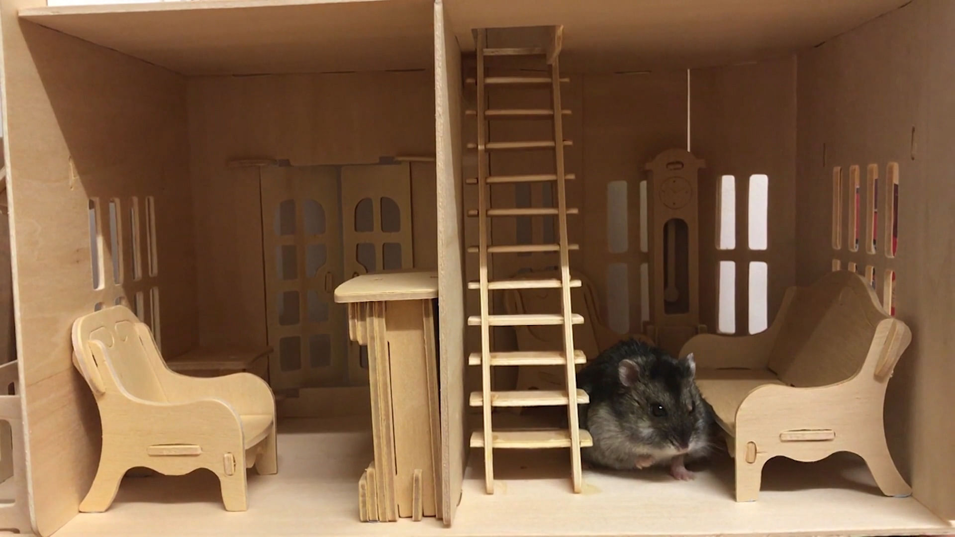 Cheese, the hamster in her house (Photo: AP screengrab)