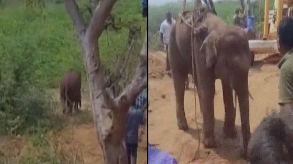 The Elephant being rescued from the 45-feet well (Pic Credit: ANI)