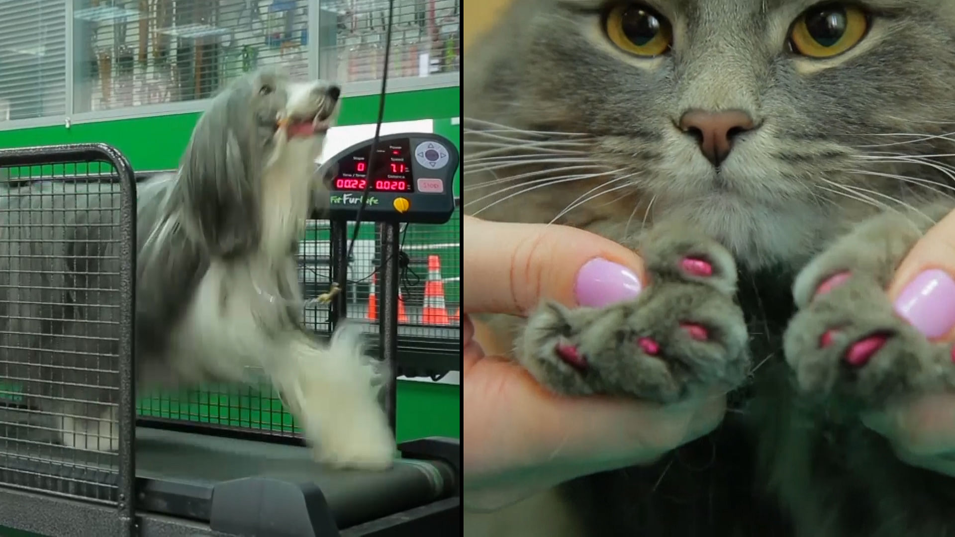 Pet dogs and cats get their nails done and hit the treadmill in a spa in Russia. (Photo<b>:</b> AP screengrab)