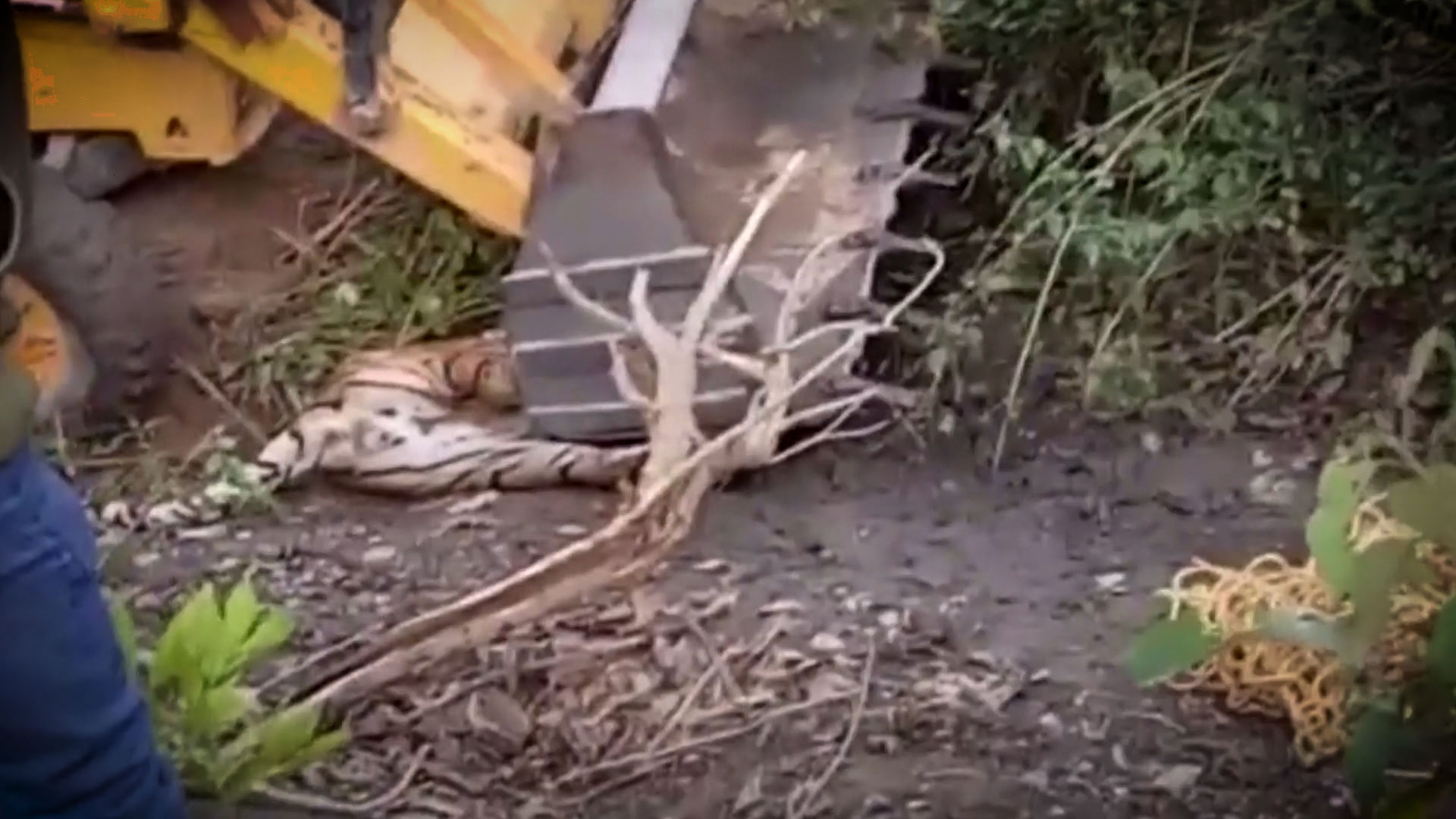 Tiger crushed by an earthmover (Photo: AP Screengrab)
