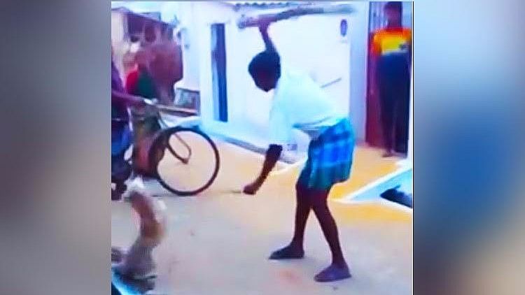 A Chennai-based animal activist has uploaded a video of a man beating a dog to death, even as two children encourage him. (Photo Courtesy: The News Minute)