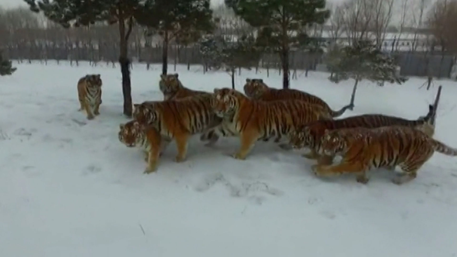 Siberian tigers watch the camera mounted on the drone as it moves. (Photo Courtesy: Newsflare/AP video footage)
