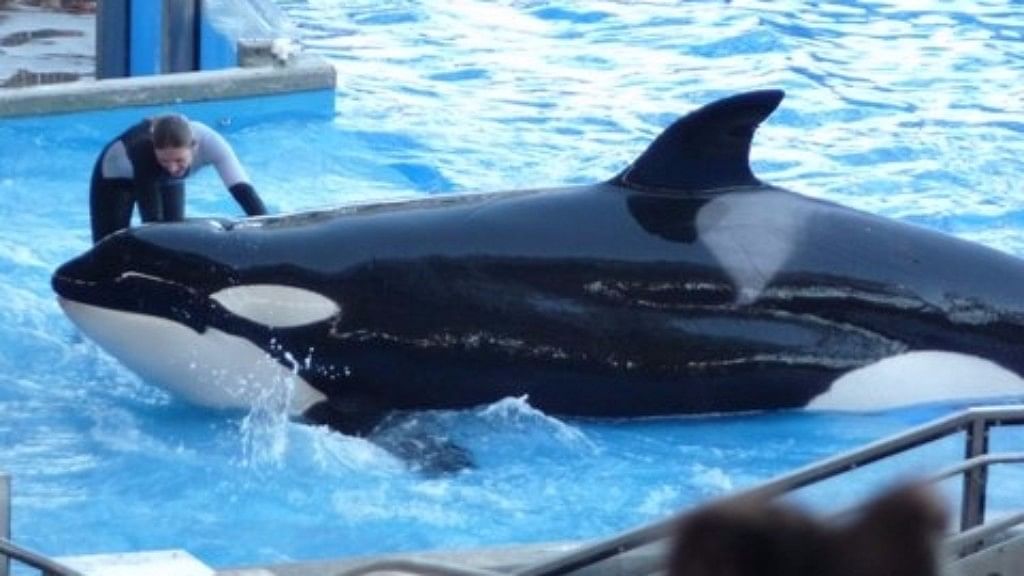 The killer whale at the SeaWorld amusement park in central Florida had killed a trainer in 2010. (Photo: Reuters)