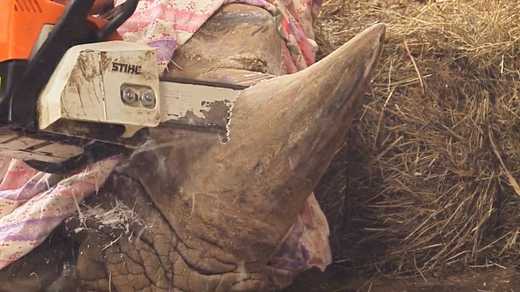 

Dvur Kralove Zoo is taking precautions to save rhinos from poachers’ attack. (Photo Courtesy: Ruptly)