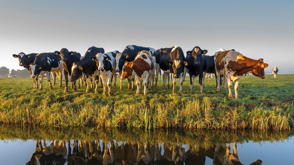 Turkey’s red meat association has ordered a consignment of prize Dutch cattle to be sent back to the Netherlands. Image used for representation. (Photo: iStock)