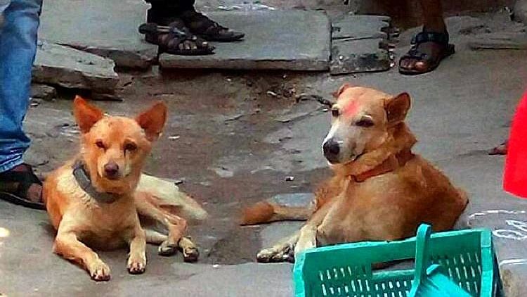 

This is not the first time that stray dogs have come to the rescue of people. (Photo Courtesy: The News Minute)