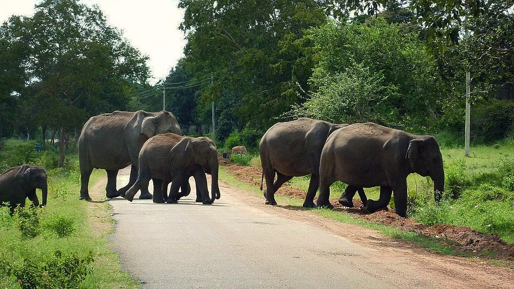 Bandipur’s animals now have access to drinking water. (Photo Courtesy: Wikimedia Commons)