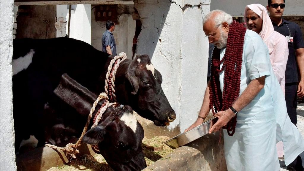 Prime Minister Narendra Modi feeding the cows at Garhwa Ghat Ashram in Varanasi. (Photo: PTI)