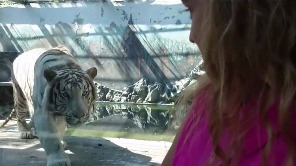 The girl watching the tiger stalking her ( Photo Courtesy: AP Video Grab)