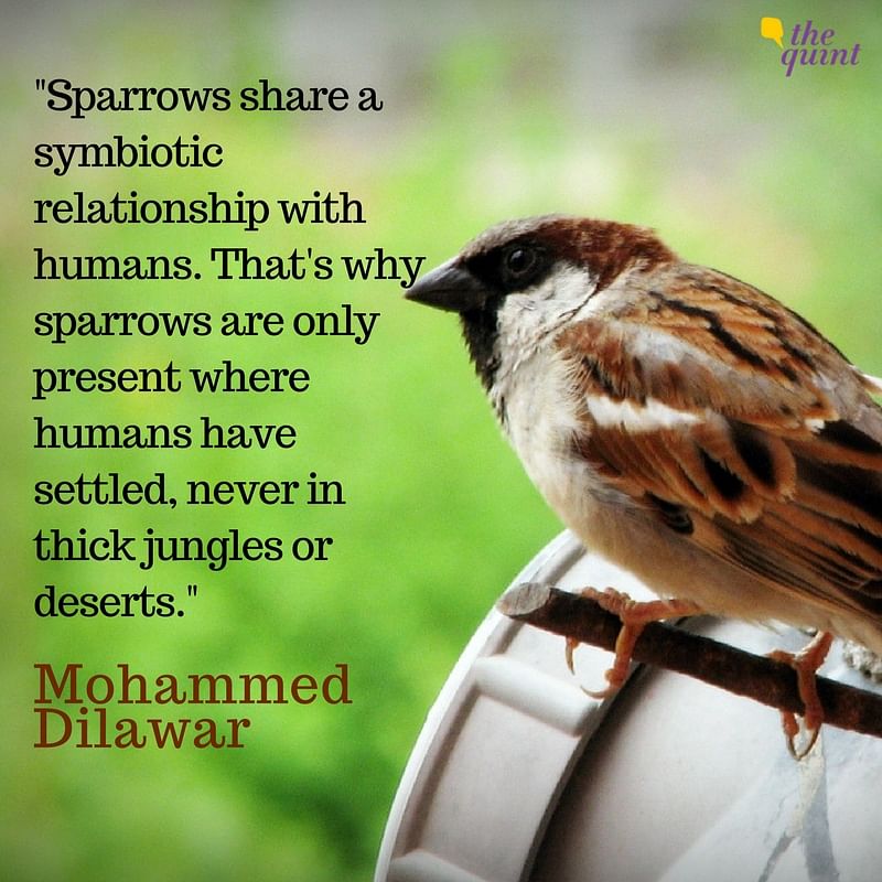 On World Sparrow Day, we talk to the man who first designated 20 March to the oft-forgotten bird, seven years ago.