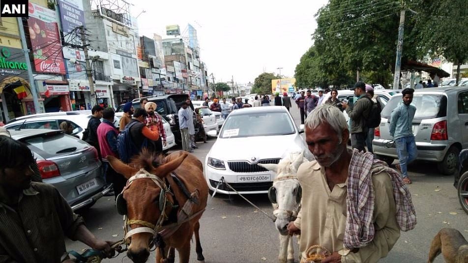 Car being pulled by donkeys in Ludhiana. (Photo Courtesy: <a href="https://twitter.com/ANI_news/status/839076930825531392">ANI</a>) 