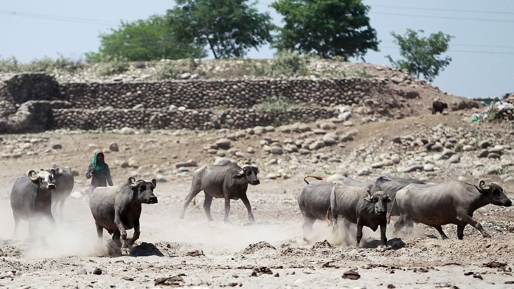 An Indian woman herds her buffaloes towards the River Tawi on a hot summer day in Jammu, on Thursday, April 20, 2017.(Photo: AP/Channi Anand)