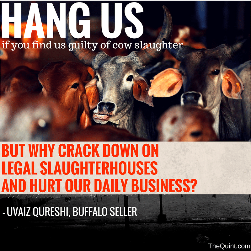 

How has the crackdown on slaughterhouses impacted UP’s meat industry? The Quint gets to the meat of the matter.
