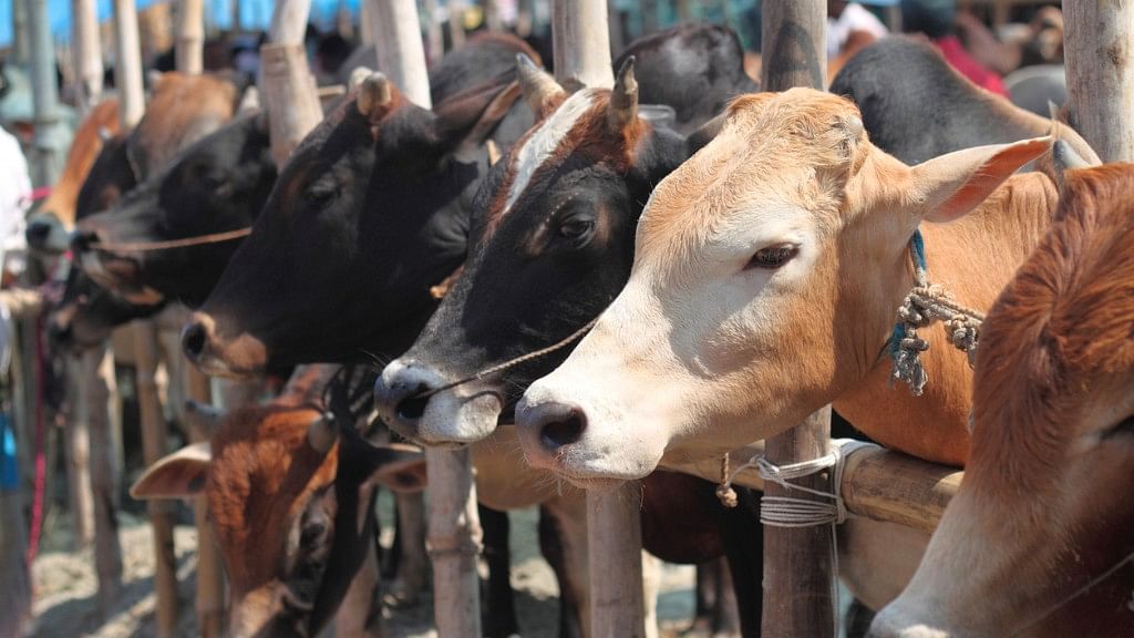 

Four lakh adult cattle and two lakh young cattle were slaughtered between 2015-2016. (Photo: iStock)