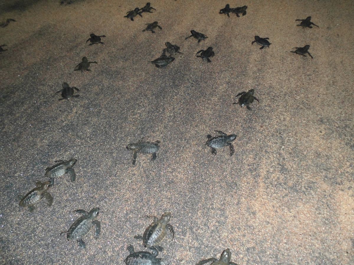 This year, over 6 lakh turtles arrived at the beach, highest since 2001, and a record 3.55 lakh eggs were laid. 