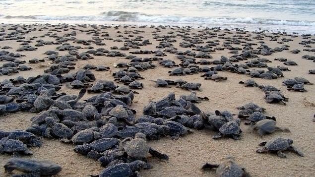 In Photos: Record Number of Olive Ridley Turtles Hatch in Odisha