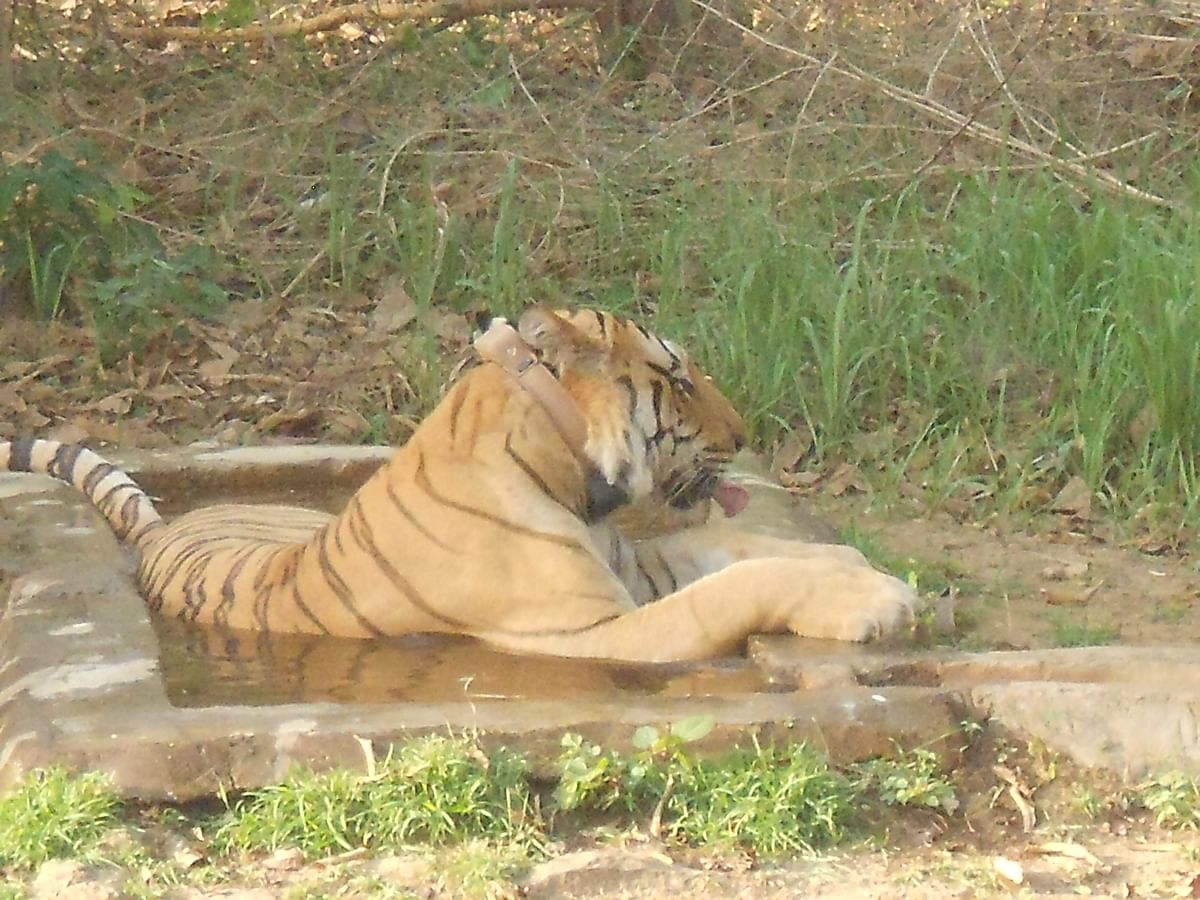 

Srinivas is the son of Jai – one of the most famous tigers of the sanctuary – who went missing about a year ago.