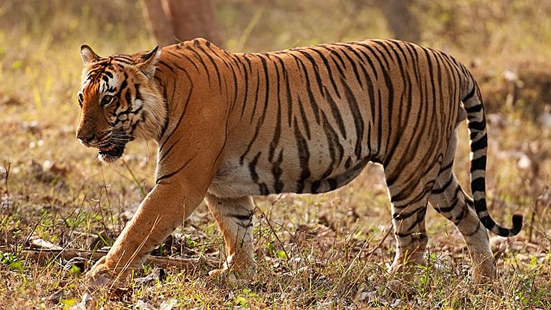  The 13-year-old male was missing for the past few weeks. (Photo Courtesy: <a href="http://walkthewilderness.net/bengal-tiger-prince-of-bandipur/">WalktheWilderness</a>)