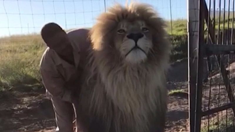 A fully grown lion gets a relaxing head massage (Photo: AP Screengrab)