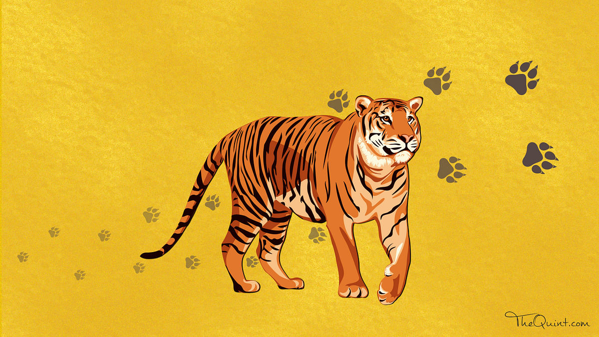 International Tiger Day: Tiger Population Rises to 2,967, Up 33%
