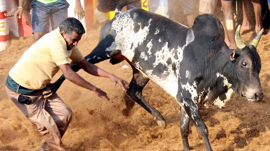Bull taming sport known as Jallikattu in Tamil Nadu (Photo: IANS)