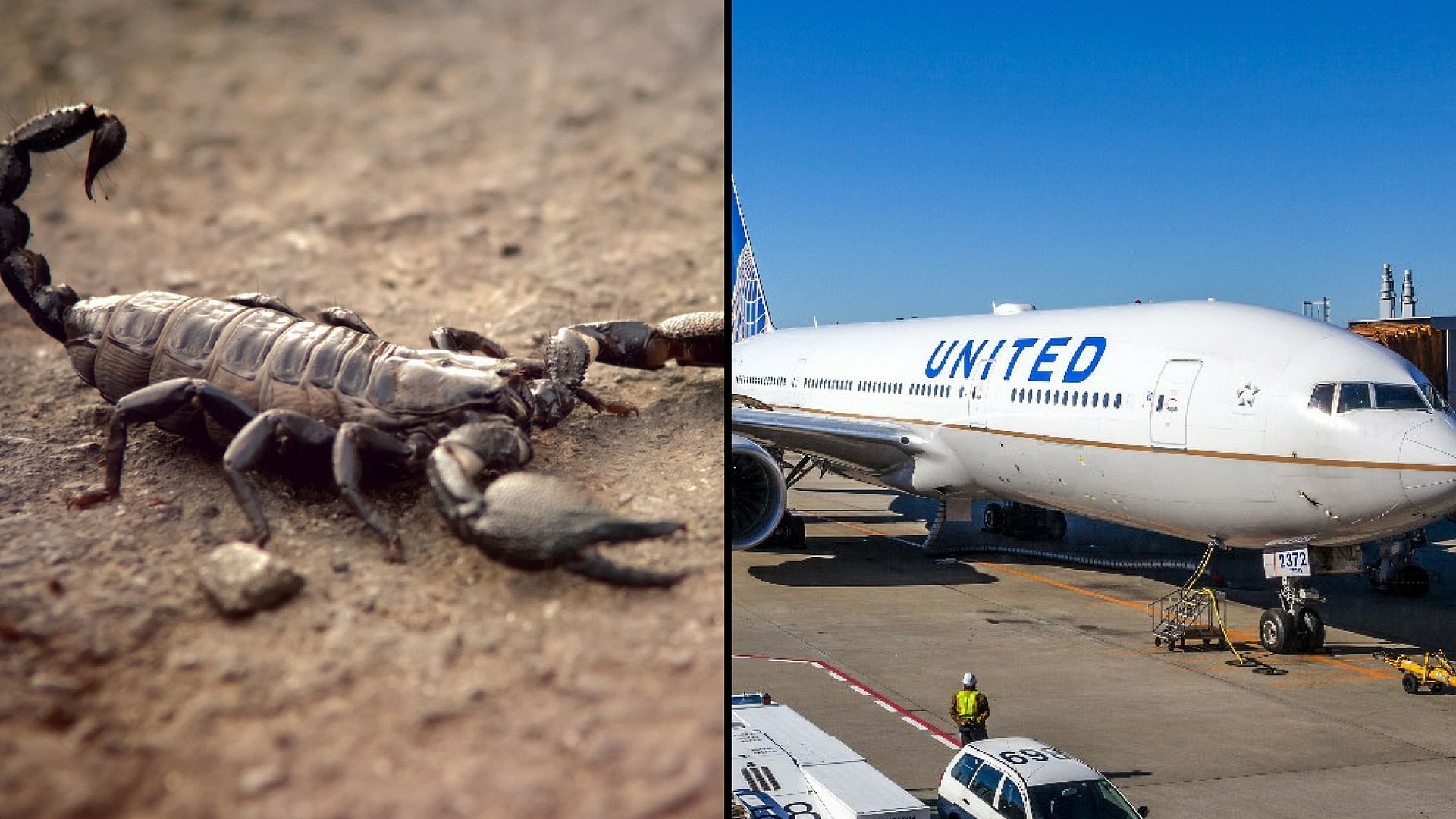 Canadian citizen Richard Bell was stung by a scorpion on a United Airlines flight. (Photo: <b>The Quint)</b>