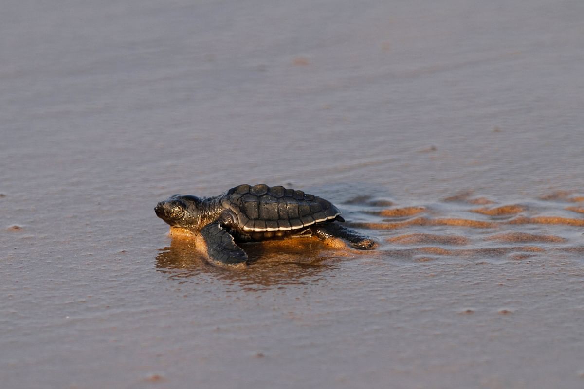 This year, over 6 lakh turtles arrived at the beach, highest since 2001, and a record 3.55 lakh eggs were laid. 