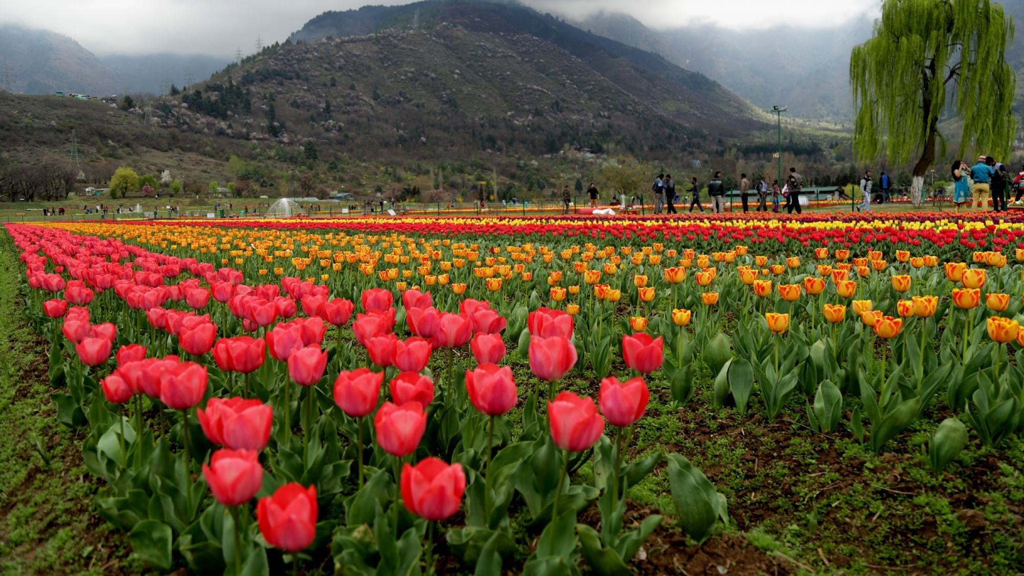 The Indira Gandhi Memorial Tulip Garden in Srinagar. (Photo: PTI)