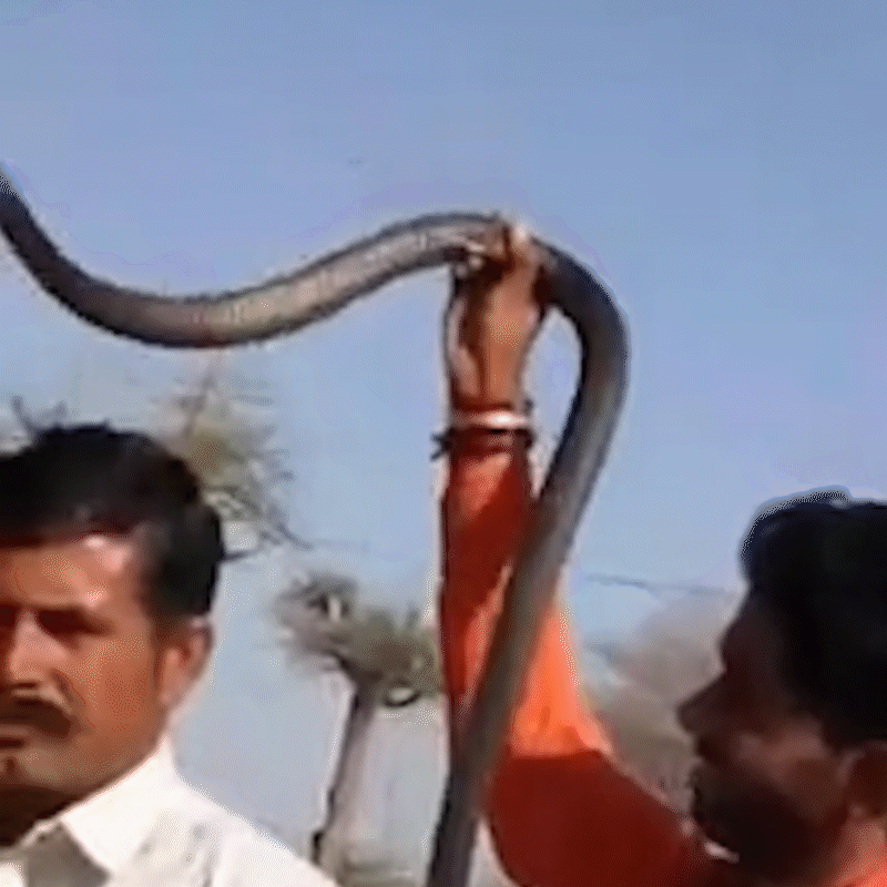 The snake bit the unsuspecting bystander on the ear. Snake-charmer fled the scene when the victim fell unconscious.