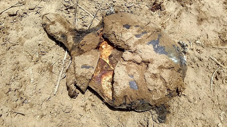 A dead turtle on the banks of Gontheru. (Photo: Rahul Maganti)